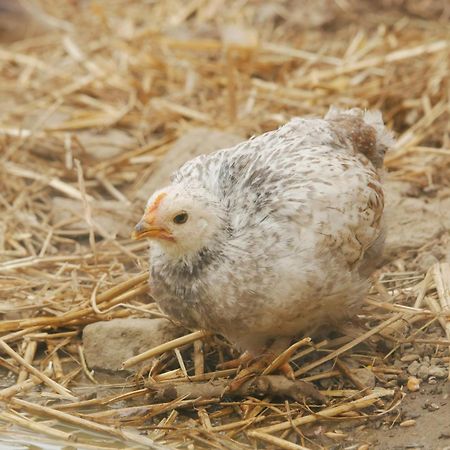 Toric Farmlodge Brastad エクステリア 写真