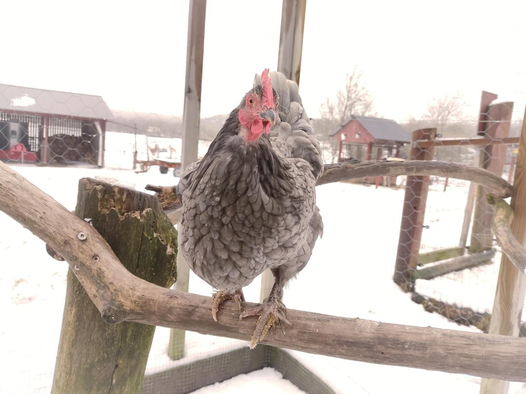 Toric Farmlodge Brastad エクステリア 写真