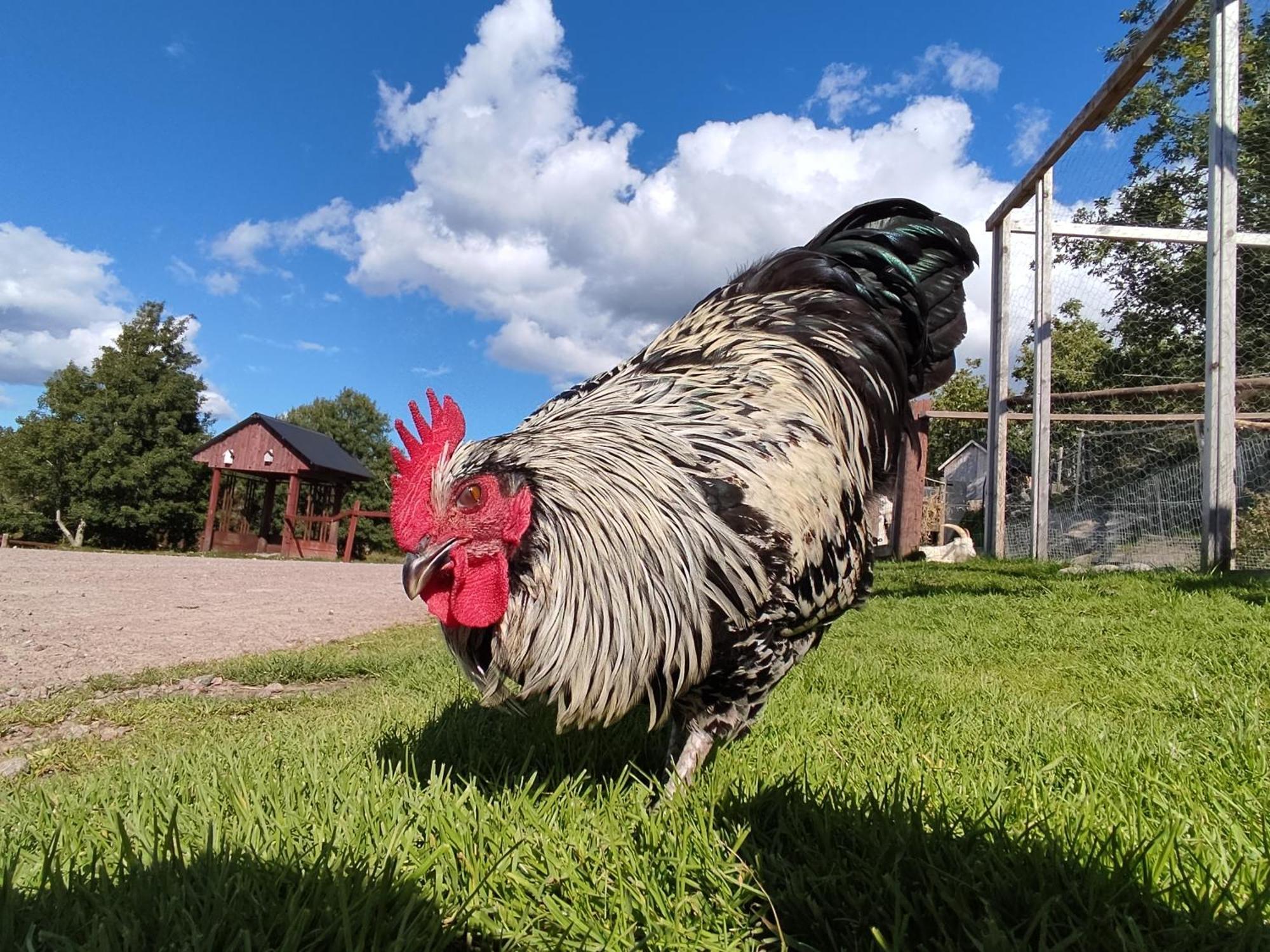 Toric Farmlodge Brastad エクステリア 写真