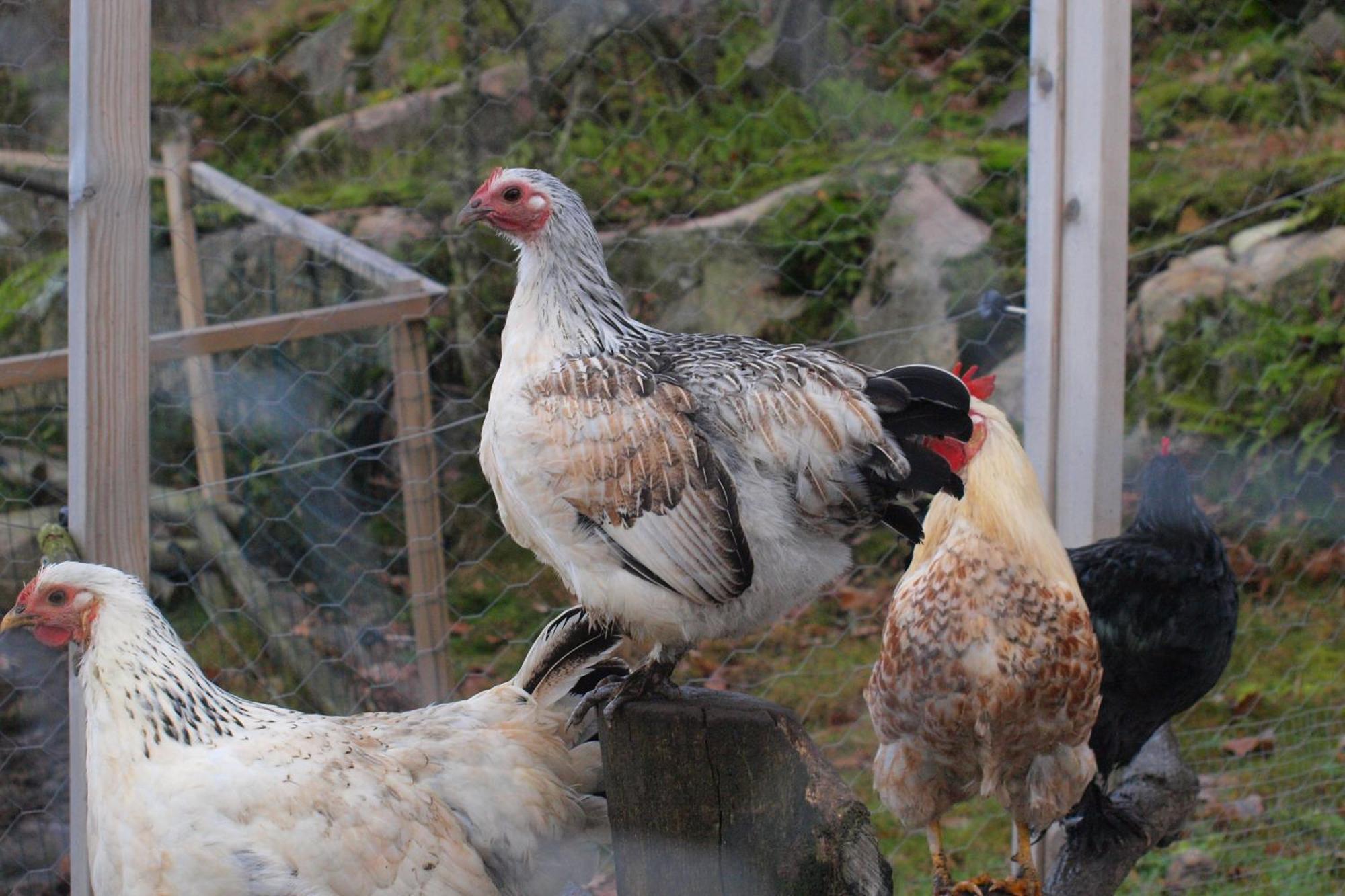 Toric Farmlodge Brastad エクステリア 写真