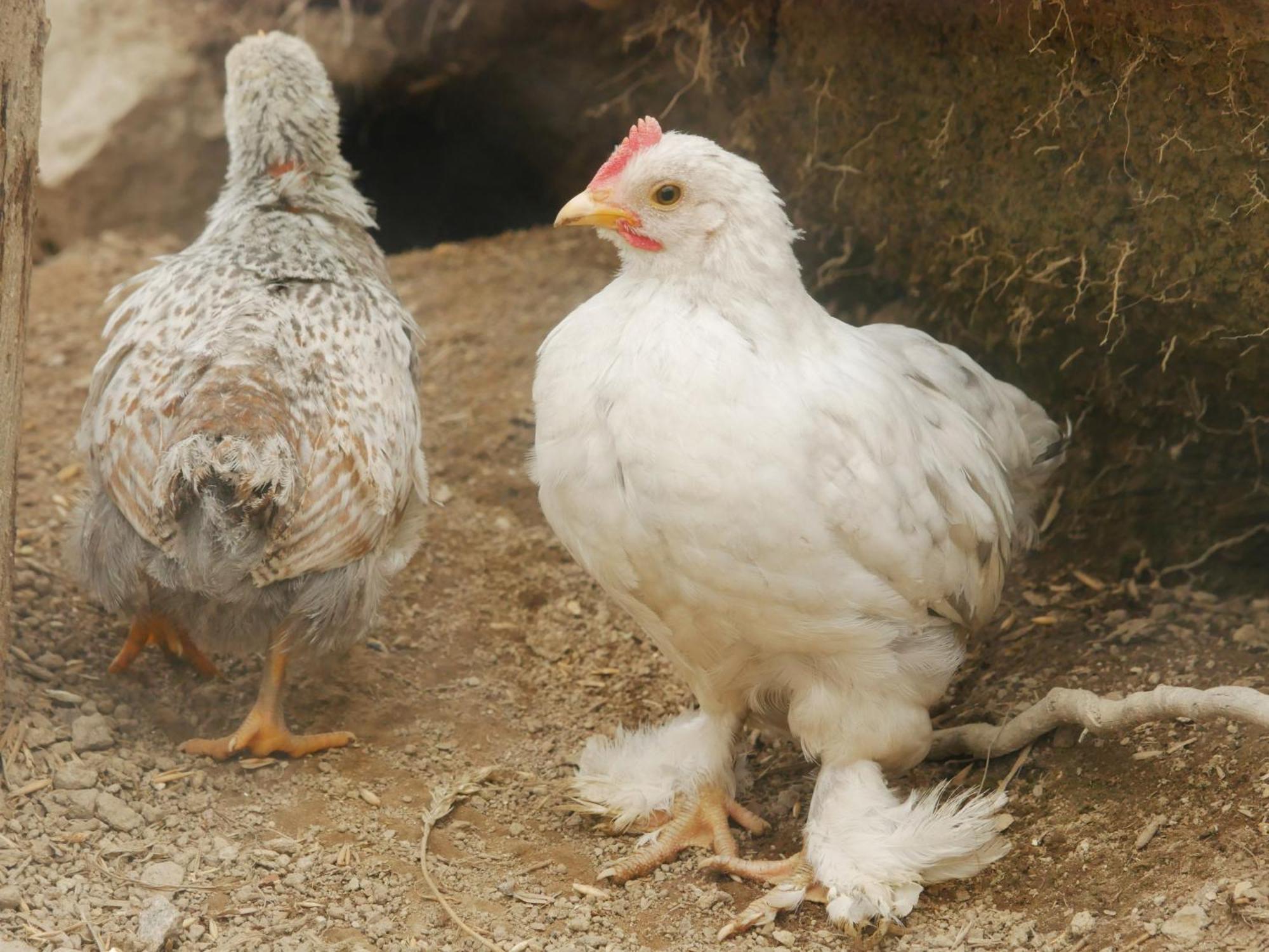 Toric Farmlodge Brastad エクステリア 写真