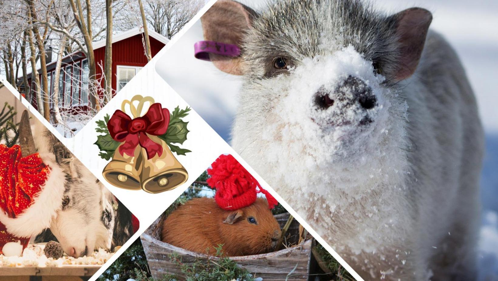 Toric Farmlodge Brastad エクステリア 写真