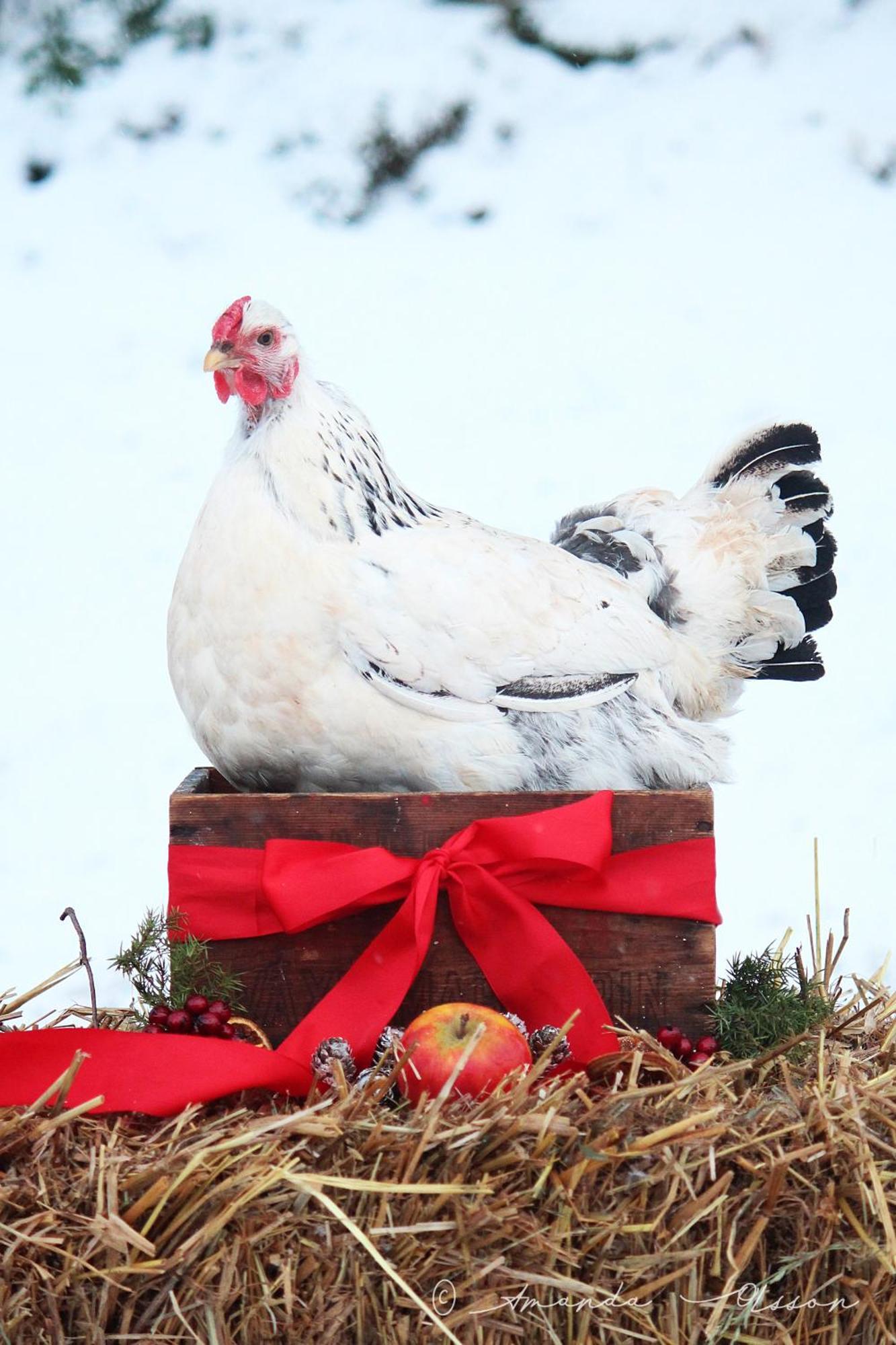 Toric Farmlodge Brastad エクステリア 写真