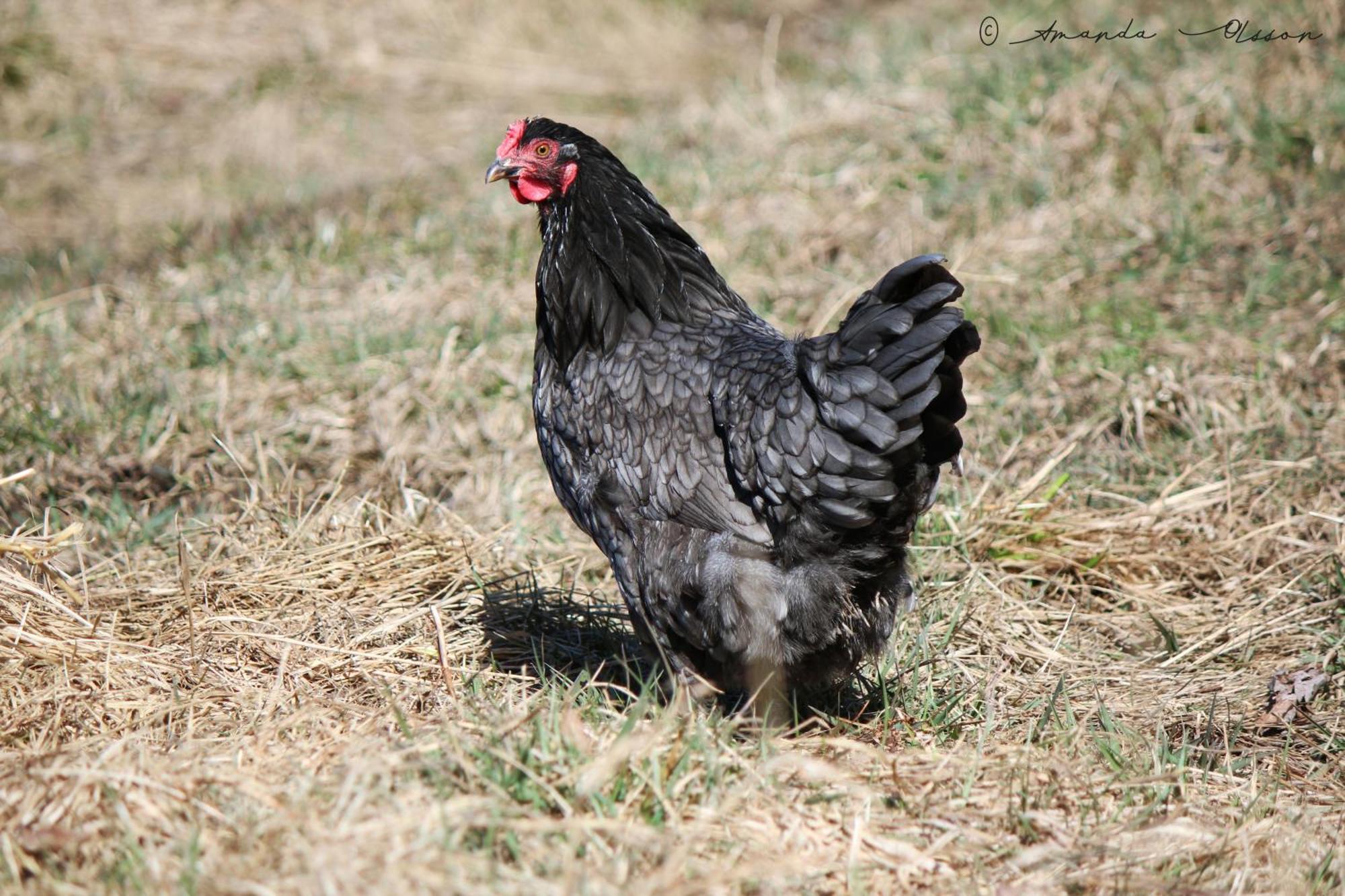 Toric Farmlodge Brastad エクステリア 写真